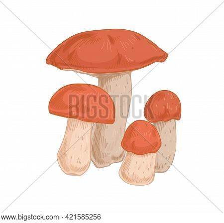 Red-capped Scaber Stalk Mushrooms. Raw Edible Fungi Composition. Big And Small Forest Fungus. Natura