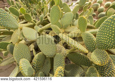 Blind Prickly Pear Cactus Or Opuntia Rufida In The Botanical Garden.