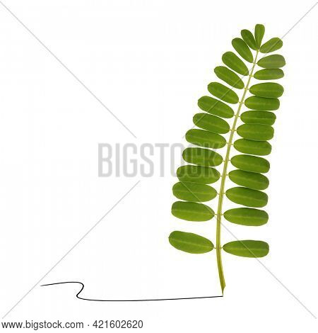 Beautiful plant leaves as writing pen feather minimal graphic art concept. Abstract picture on white background
