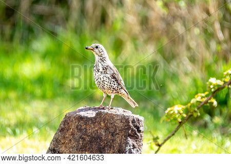 Song Thrush, Turdus Philomelos, Visiting A Garden In Ireland