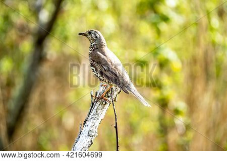 Song Thrush, Turdus Philomelos, Visiting A Garden In Ireland