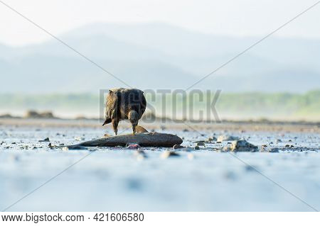 Black Vulture (coragyps Atratus) Eating A Fish Washed Ashore In Costa Rica. Scavenger In Natural Hab