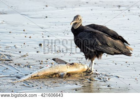 Black Vulture (coragyps Atratus) Standing By A Corpse Of A Baby Shark Washed Ashore. Wildlife Of Cos