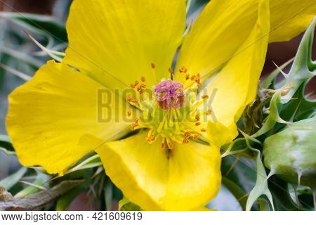 Argemone Mexicana Commonly Known As Mexican Prickly Poppy Plant Yellow Flower Close Up With Selectiv