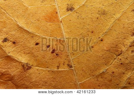 Leaf