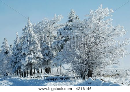 Christmas Trees In The Snow