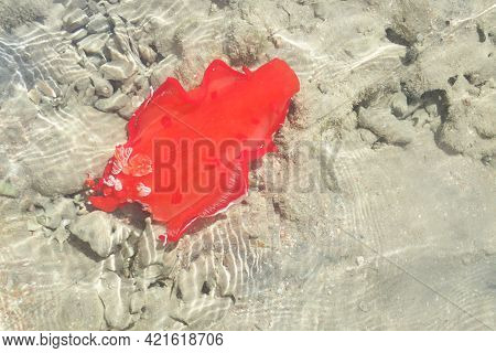 Juvenile Spanish Dancer (hexabranchus Sanguineus)