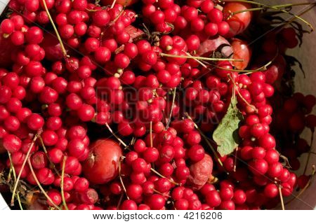 Schizandra