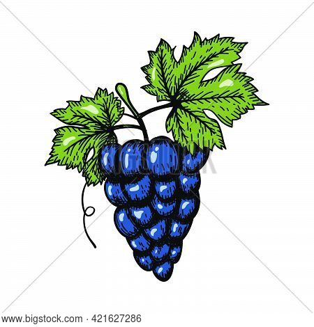 Icon Of Grape. Hand Drawn Sketch Design. Vector Illustration.