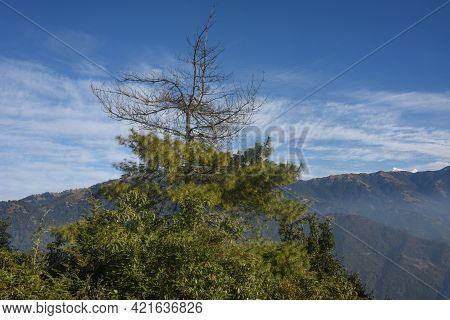 Mountain Landscape, Trees Mountain And Blue Sky