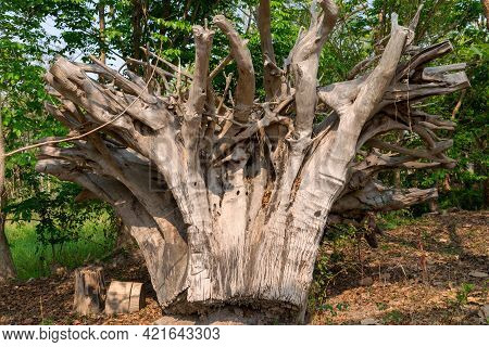 Big Dry Dead Tree Root, White Gray Dry Patterned Twisting Tangled Roots Of An Old Dead Tree.