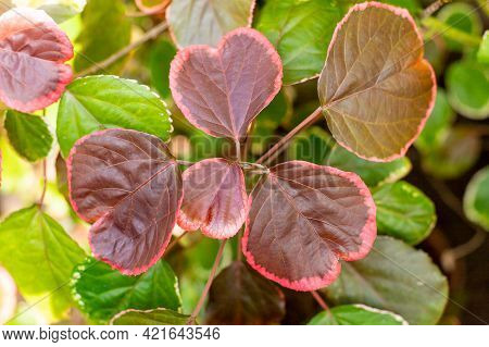 Closeup Red Autum Leaf Of Iresine Diffusa , Bloodleaf, Herbstii Plants.irisine Ornamental Plant, Bea