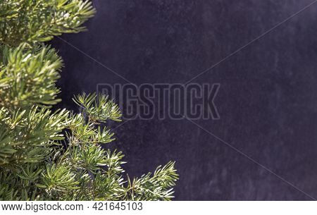 Yew Plum Pine Leaves (podocarpus Macrophyllus). Ornamental Plant With Beautiful Leaves On Black Back
