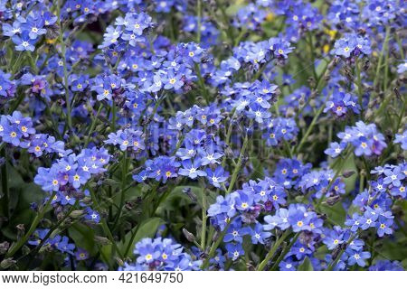 Many Small Blue Forget-me-not Flowers (myosotis Scorpioides)