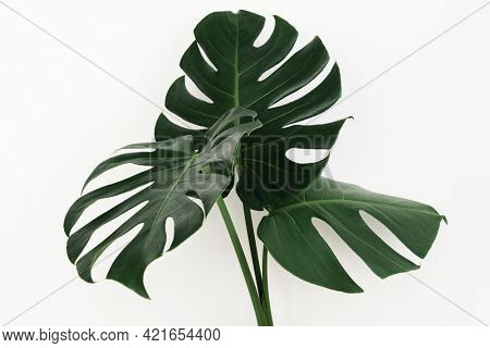 Monstera delicosa plant leaf on an off white background