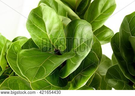 Close up of a Fiddle-leaf fig plant on white background