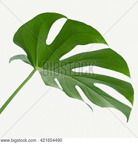 Monstera delicosa plant leaf on a white background mockup