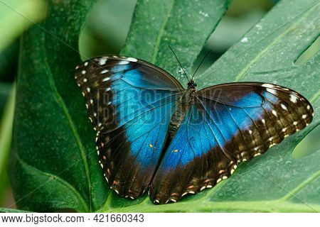 Macro Beautiful Butterfly Morpho Helenor Close Up