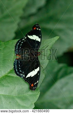 Macro Beautiful Butterfly Papilio Aegeus Close Up