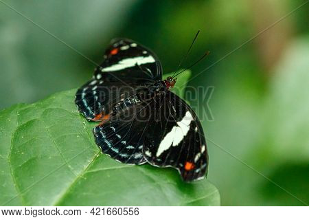 Macro Beautiful Butterfly Papilio Aegeus Close Up