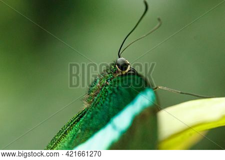 Macro Beautiful Butterfly Papilio Palinurus Close Up