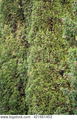 Leaves And Cones Of A Juniper Tree Evergreen. Juniperus Excelsa, Commonly Called The Greek Juniper