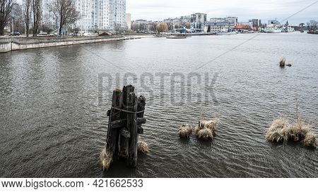 Old Wooden Poles In The Water, The Remains Of An Old Wooden Bridge In The River Pregolya