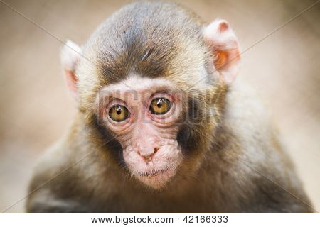 Closeup dítě makak (Macaca fuscata)
