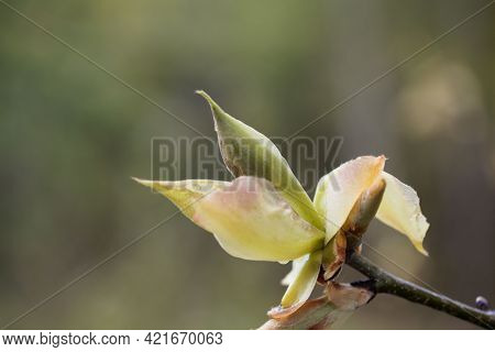 Short Shoot Of A Shagbark Hickory, Carya Ovata