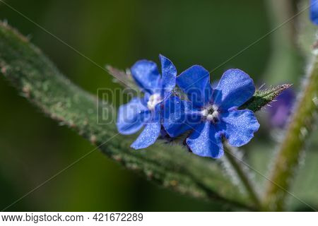 Green Alkanet (pentaglottis Sempervirens) Plant