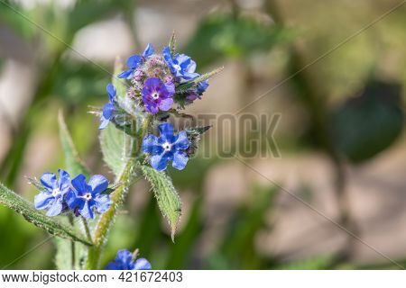 Green Alkanet (pentaglottis Sempervirens) Plant