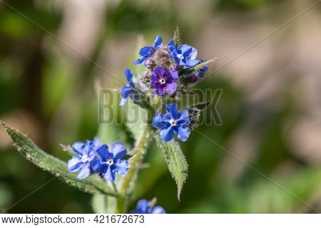 Green Alkanet (pentaglottis Sempervirens) Plant