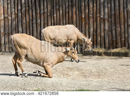 Asian Antelopes Nilgai ( Boselaphus Tragocamelus ) On Farm