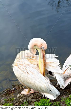 Big Pink Pelican ( Pelecanus Onocrotalus ) On The Shore Lake