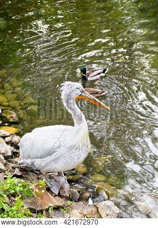 Big Pelican ( Pelecanus Crispus ) On The Shore Lake