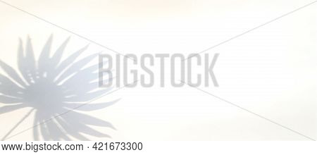 Shadows Nature Summer Background. Plant Leaf Shadow On White Wall In Abstract Tropical Sunlight Text