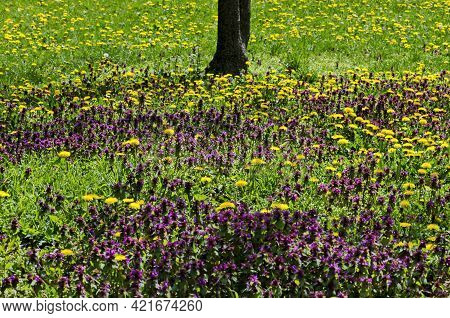 Springtime Meadow In Bloom With Selfheal Also Prunella Vulgaris And Yellow Dandelion Also Tarataxum 