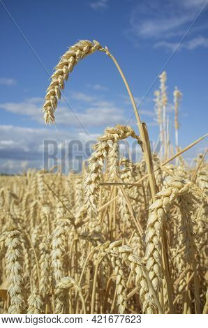 Nice Wheat Ears Plenty Of Grains At Cereal Field Over Blue Sky. Low Angle View