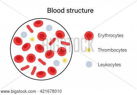 Human Blood Cells Structure Under Microscope. Thrombocytes, Leukocytes And Erythrocytes. Microbiolog