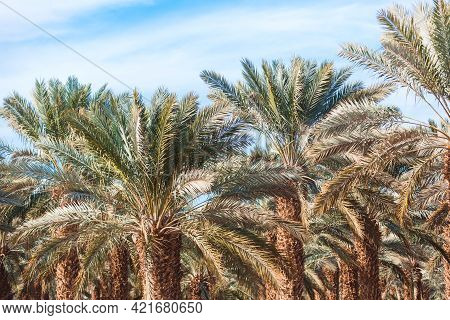Date Palms Close Up Under The Blue Sky. Orchard In The Desert. Date Palm Plantation In Israel. Growi