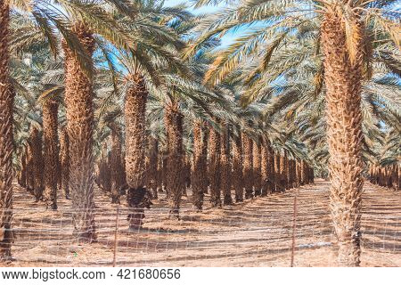 Date Palms Close Up Under The Blue Sky. Orchard In The Desert. Date Palm Plantation In Israel. Growi