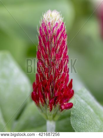 Blooming  Trifolium Incarnatum Also Known As Crimson Clover Or Italian Clover. Close Up. Detail. Sel