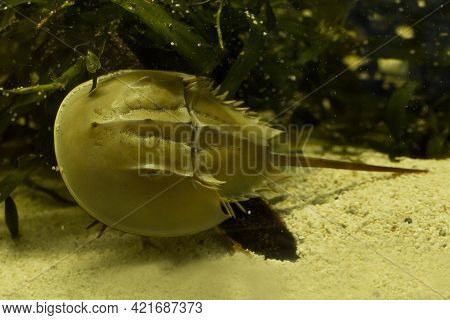Atlantic Horseshoe Crab, American Horseshoe Crab (limulus Polyphemus).
