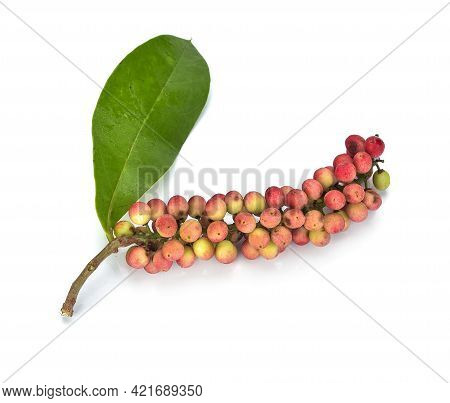 A Antidesma Isoalated On A White Background