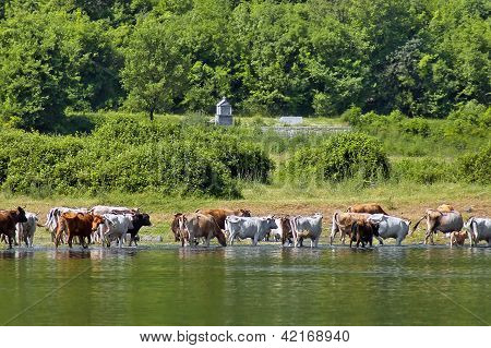 วัว grazing ที่เลค