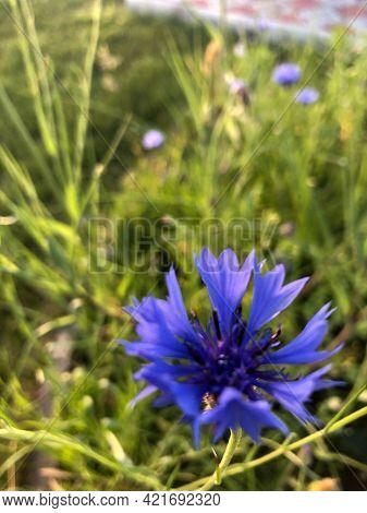 Stock Foto Field Colors In Summer In The Field