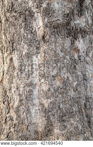 Platanus, Or Sycamore Tree Bark Close-up Background. Bark Texture And Background Of A Old Fir Tree T