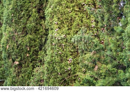 Leaves And Cones Of A Juniper Tree Evergreen. Juniperus Excelsa, Commonly Called The Greek Juniper