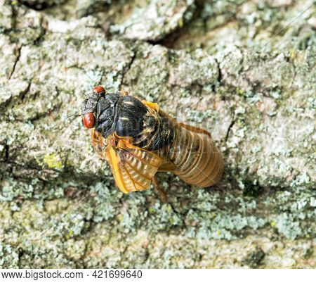 Newly Emerged Brood X Cicada with Folded Wing