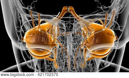Human Eyes Anatomy For Medical Concept 3D